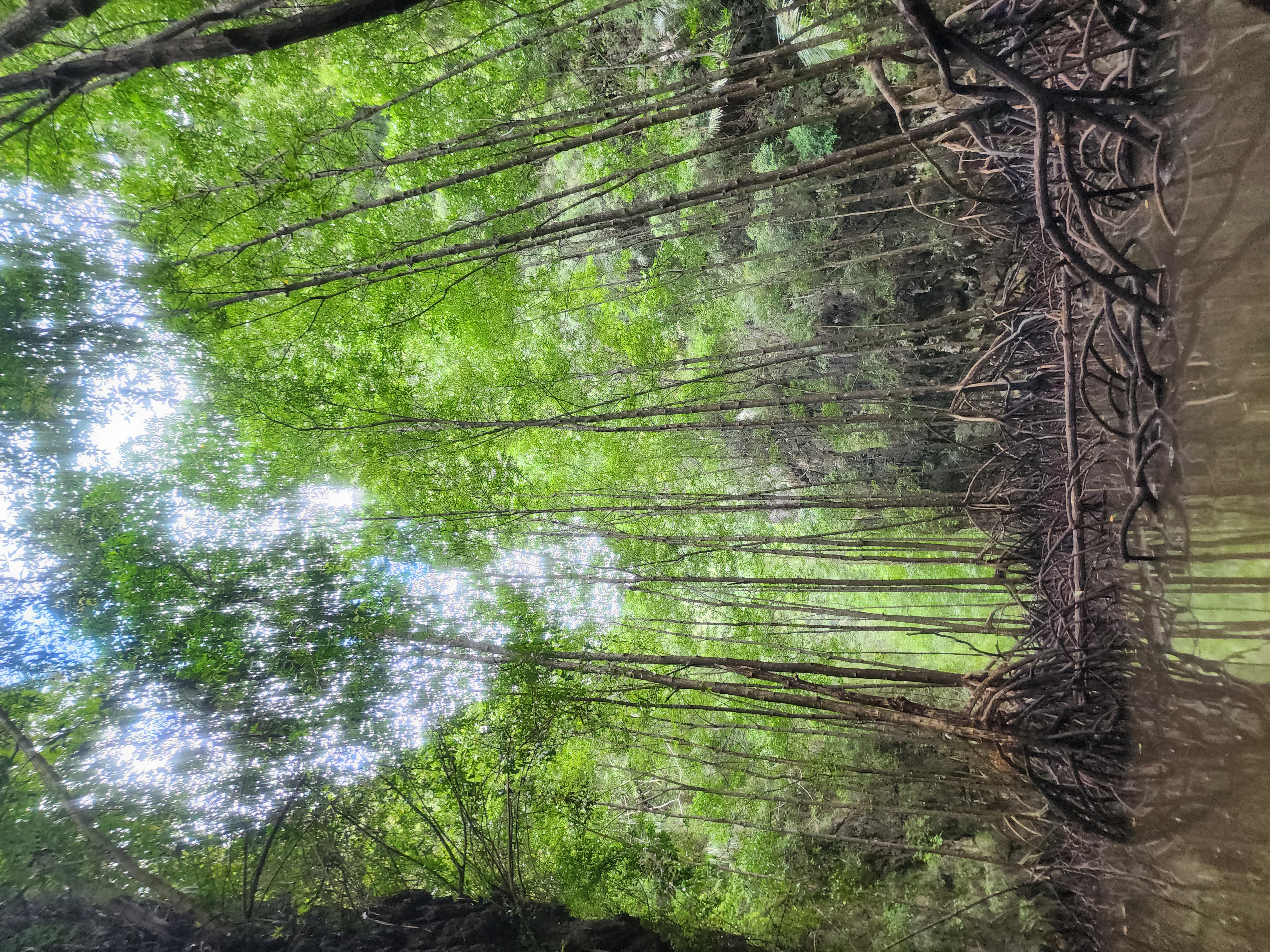 Kayaking through the mangroves near Tonsai